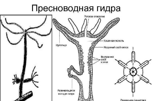 Омг ссылка онион настоящая